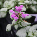 Lamium maculatum - Foltos árvacsalán