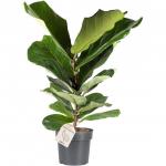 Lantlevelű Ficus Ficus lyrata - 100+ cm