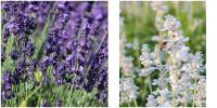 Lavandula angustifolia fajták Levendula