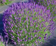 Lavandula angustifolia fajták Levendula