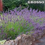 Lavandula Nagy cserepes