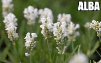 Lavandula Nagy cserepes