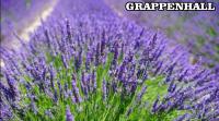Lavandula Nagy cserepes