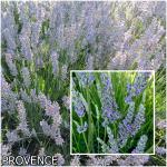 Lavandula x Intermedia fajták Levendula