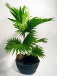 Legyező pálma Livingstonia rotundifolia 60/80 cm