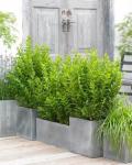 Ligustrum ovalifolium GREEN DIAMOND 