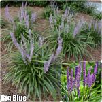 Liriope muscari - Gyöngyikés gyepliliom fajták