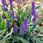 Liriope muscari Gyöngyikés gyepliliom