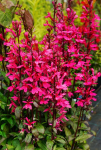 Lobelia speciosa - Lobélia