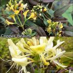 Lonicera fajták Futó Lonc