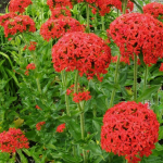 Lychnis chalcedonica Red - Égőszerelem