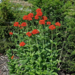 Lychnis chalcedonica Red - Égőszerelem