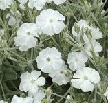 Lychnis Coronaria - Bársonyos kakukkszegfű