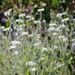 Lychnis Coronaria - Bársonyos kakukkszegfű