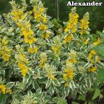 Lysimachia Lizinka