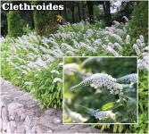 Lysimachia Lizinka