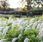 Lysimachia Lizinka