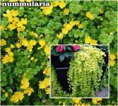 Lysimachia Lizinka