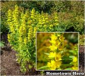 Lysimachia Lizinka