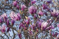 Magnolia Betty Liliomfa