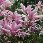 Magnolia Betty Liliomfa