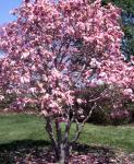 Magnolia George Henry Kern Liliomfa