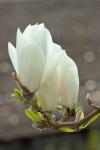 Magnolia soulangeana 'Alba superba'