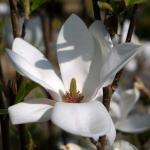 Magnolia soulangeana 'Alba superba'