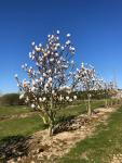 Magnolia soulangeana 'Alba superba'