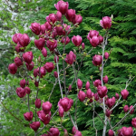 Magnolia soulangeana 'Genie'