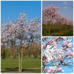 Magnolia stellata 'Rosea' - Csillagvirágú liliomfa