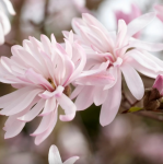 Magnolia stellata 'Rosea' - Csillagvirágú liliomfa