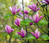 Magnolia Susan Nagyvirágú Liliomfa