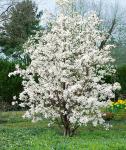 Magnolia x loebneri Meril Liliomfa