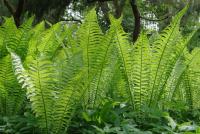 Matteuccia struthiopteris - Struccpáfrány
