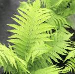 Matteuccia struthiopteris - Struccpáfrány