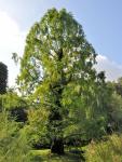 Metasequoia glyptostroboides Kínai mamutfenyő