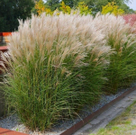 Miscanthus sinensis ADAGIO - Kínai virágosnád