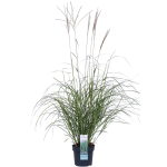 Miscanthus sinensis ADAGIO - Kínai virágosnád