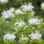 Monarda didyma - Méhbalzsam fajták