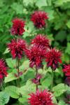 Monarda didyma - Méhbalzsam fajták