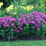 Monarda didyma - Méhbalzsam fajták