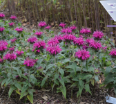 Monarda didyma - Méhbalzsam fajták