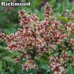 Nandina domestica - Japán szentfa
