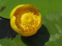 Nuphar lutea - sárga vízitök