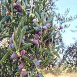 Olea Europaea Aglandaou - Olajfa 30-40 cm