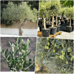 Olea Europaea Aglandaou - Olajfa