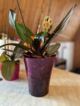 Orchidea kaspó, váza színes