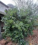 Osmanthus armatus - Érdeslevelű illatcserje