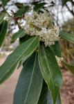 Osmanthus armatus - Érdeslevelű illatcserje